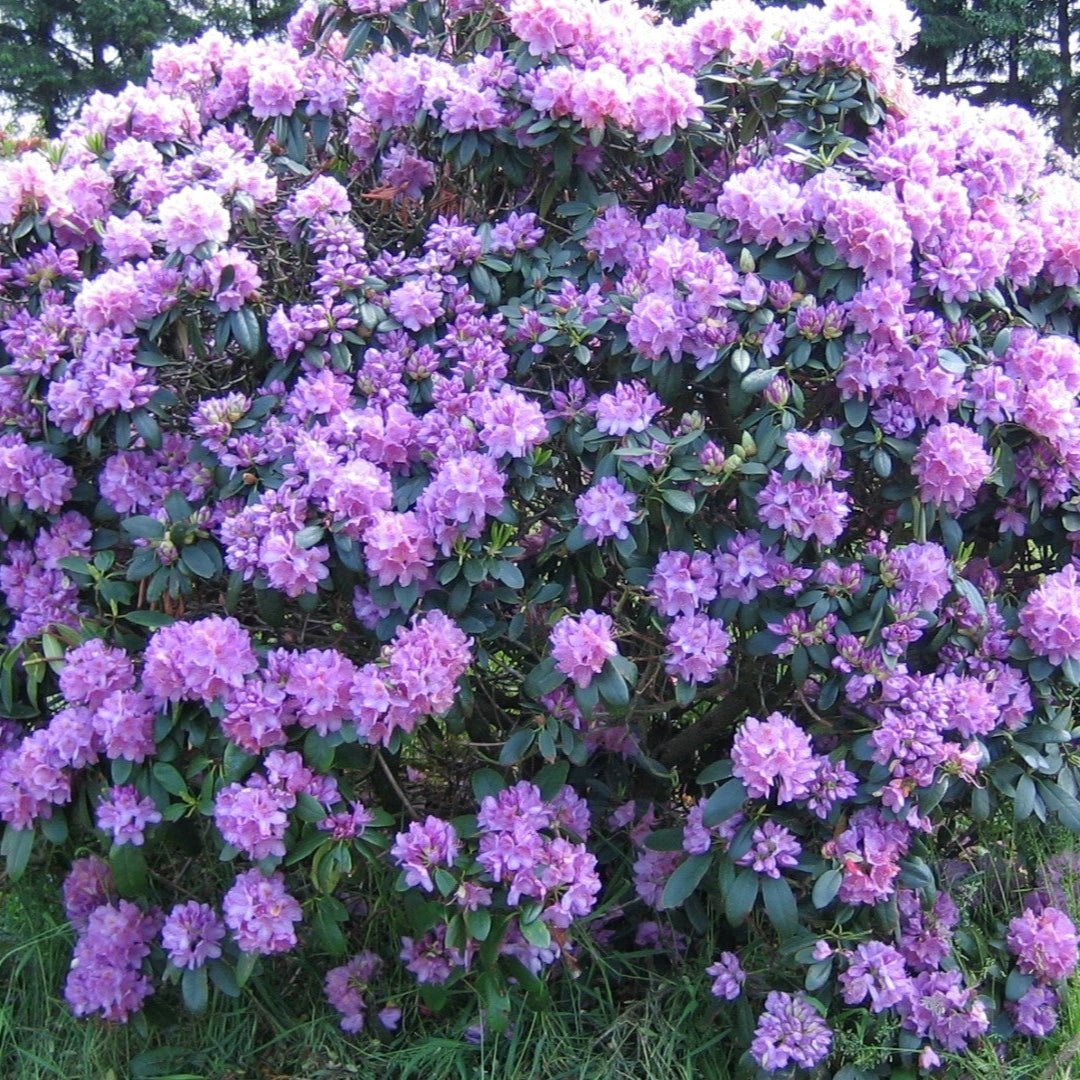 Rododendron Catawbiense Grandiflorum - Rhododendron (Catawbiense Grp) Catawbiense Grandiflorum