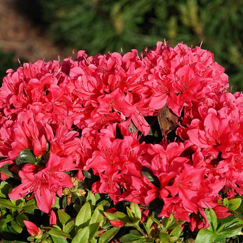 Azalee Japoneză Geisha Red - Rhododendron (Japanese Azalea Grp) Geisha Red