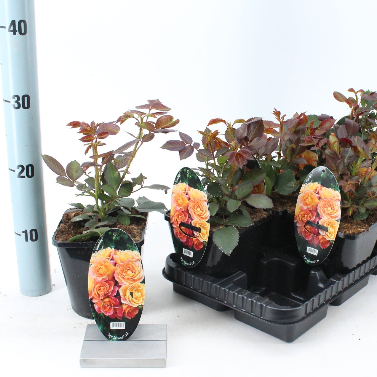 Trandafir Bonfire - Rosa Bonfire