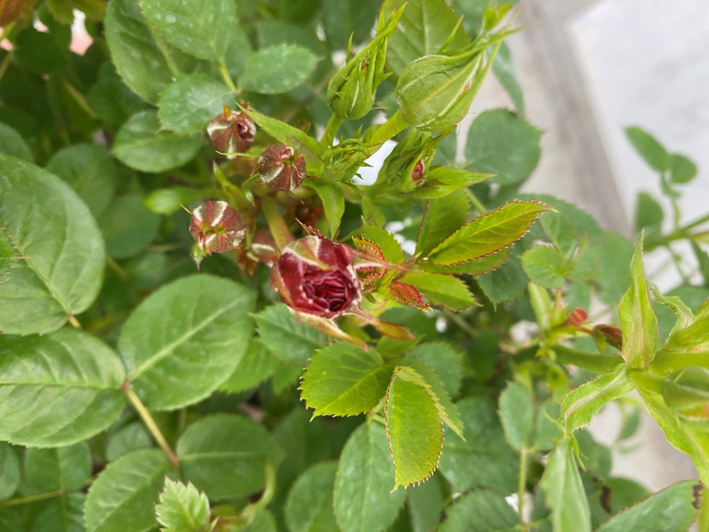 Trandafir Pe Picior - Rosa Pe Picior