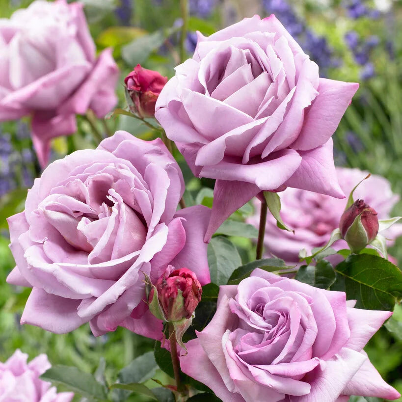 Trandafir Teahibrid Waltz Time - Rosa (Hybrid Tea Grp) Waltz Time