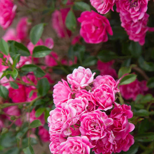 Trandafir Pitic Lovely Fairy - Rosa (Polyantha Grp) Spelarosa Lovely Fairy