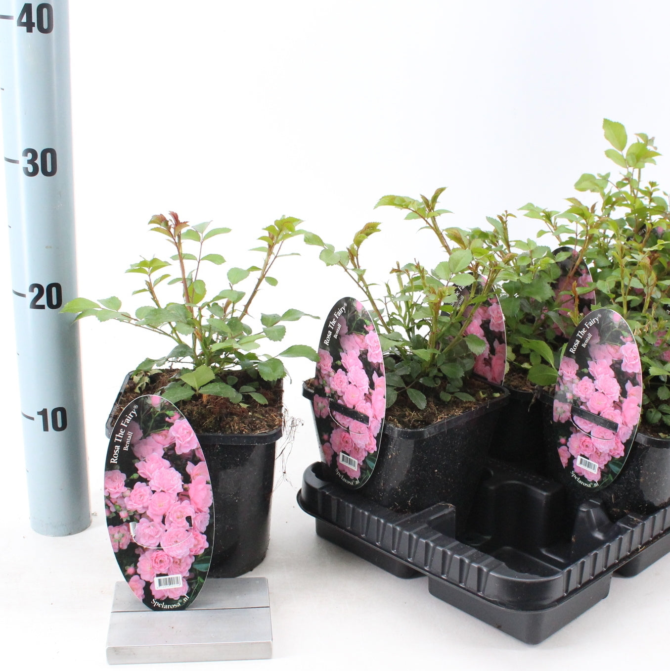 Trandafir Pitic The Fairy - Rosa (Polyantha Grp) The Fairy