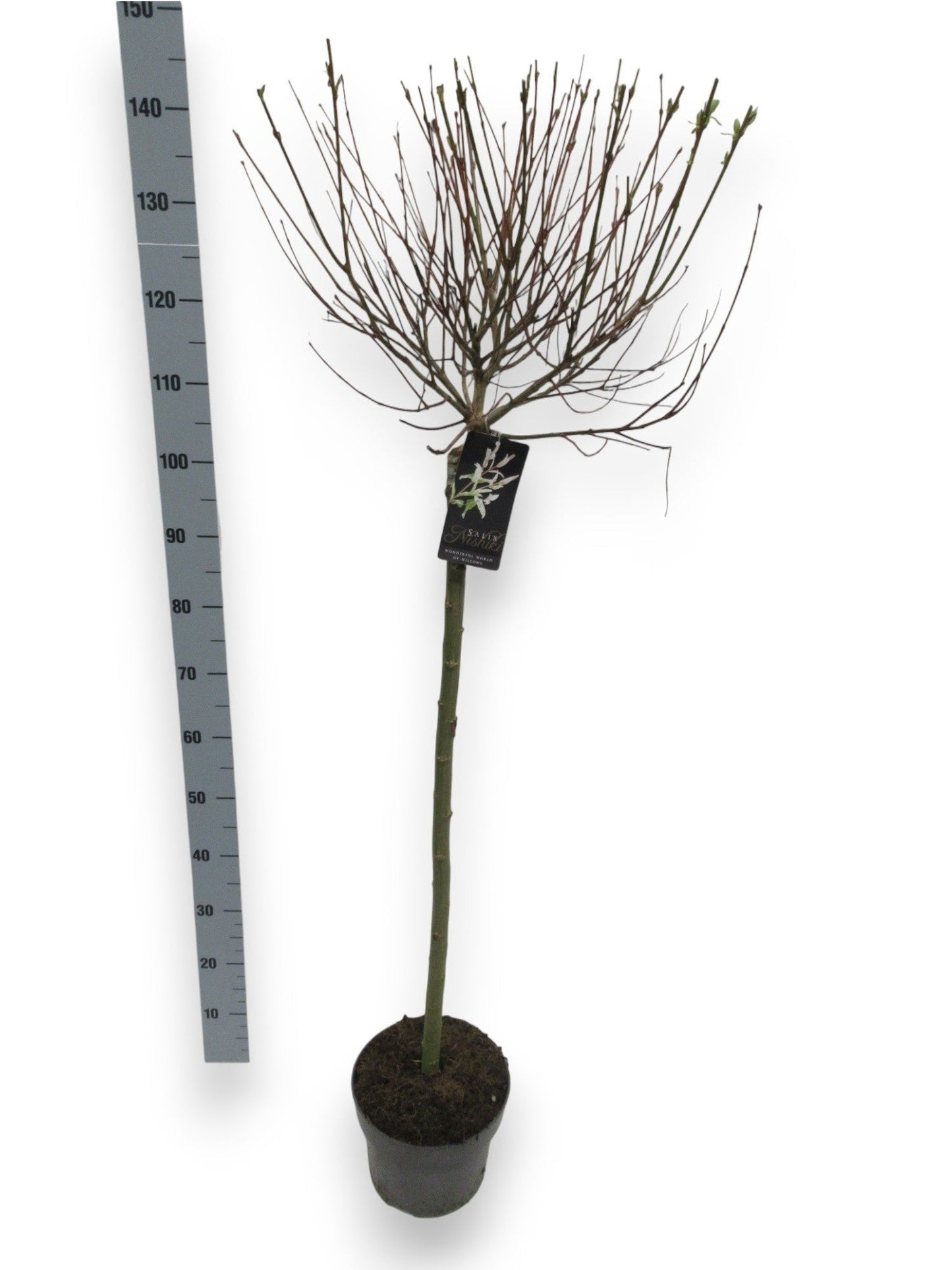 Salcie Japoneză Pestriță - Salix Integra Hakuro-Nishiki