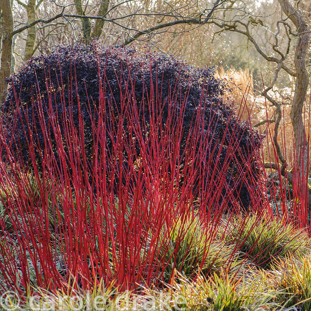 Sânger Alb Siberian Variegat - Cornus Alba Sibirica Variegata