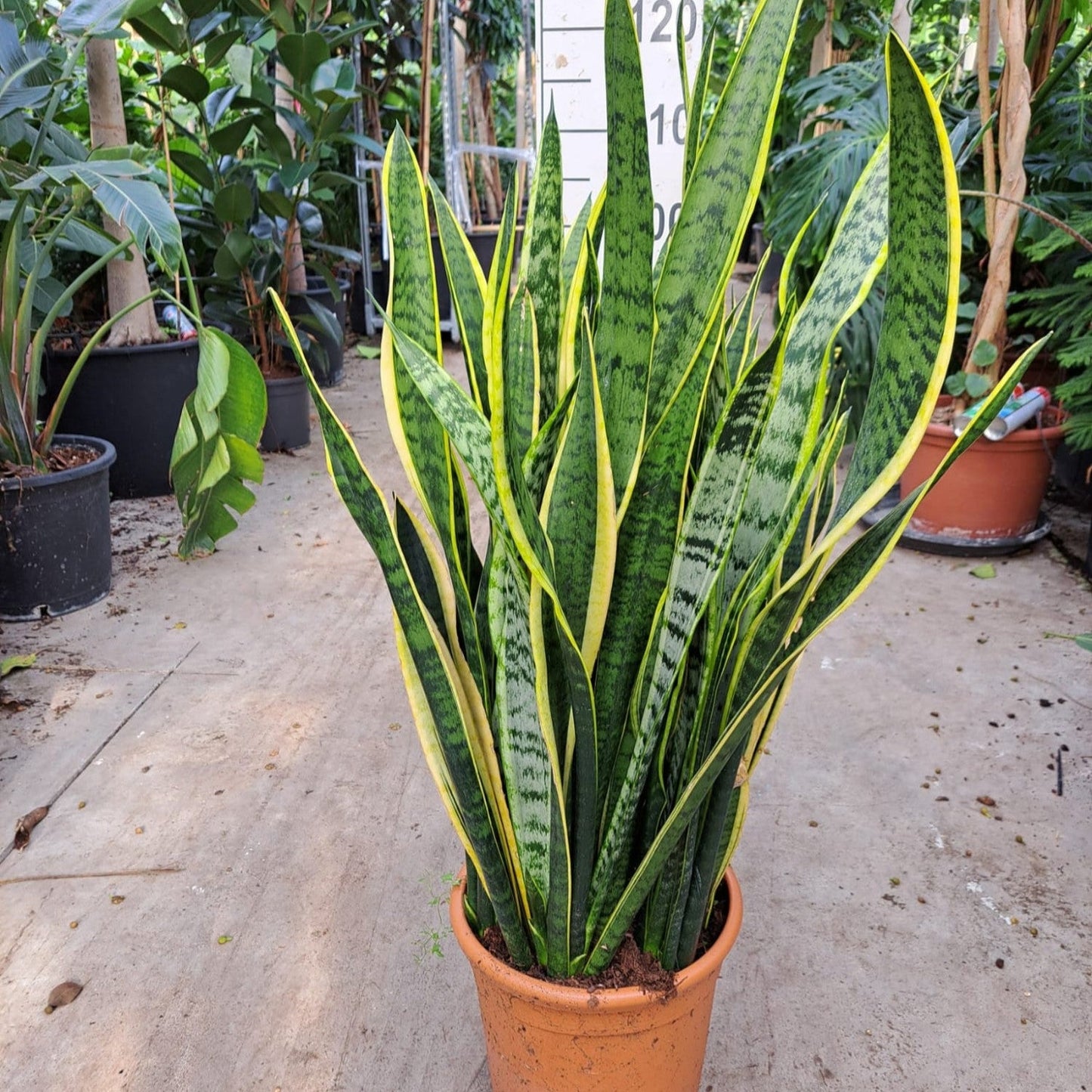 Limba Soacrei Laurentii - Sansevieria Trifasciata Laurentii