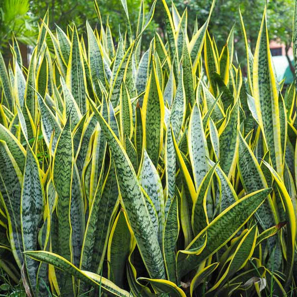 Limba Soacrei Laurentii - Sansevieria Trifasciata Laurentii