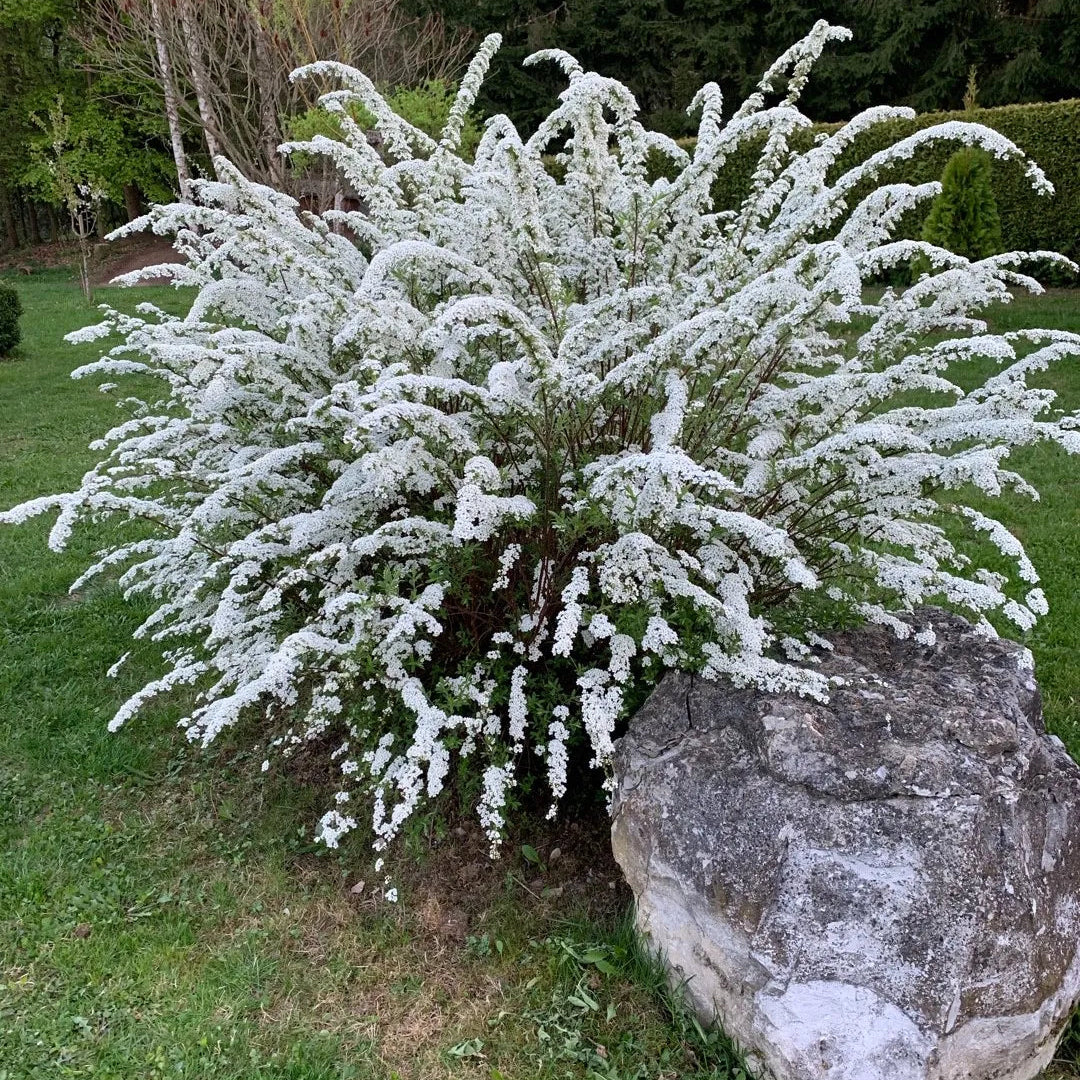 Spirea Grefsheim - Spiraea Grefsheim