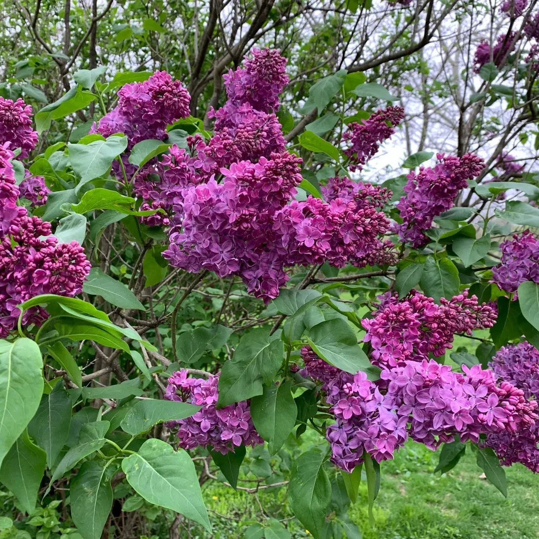 Liliac Charles Joly - Syringa Vulg. 'Charles Joly'
