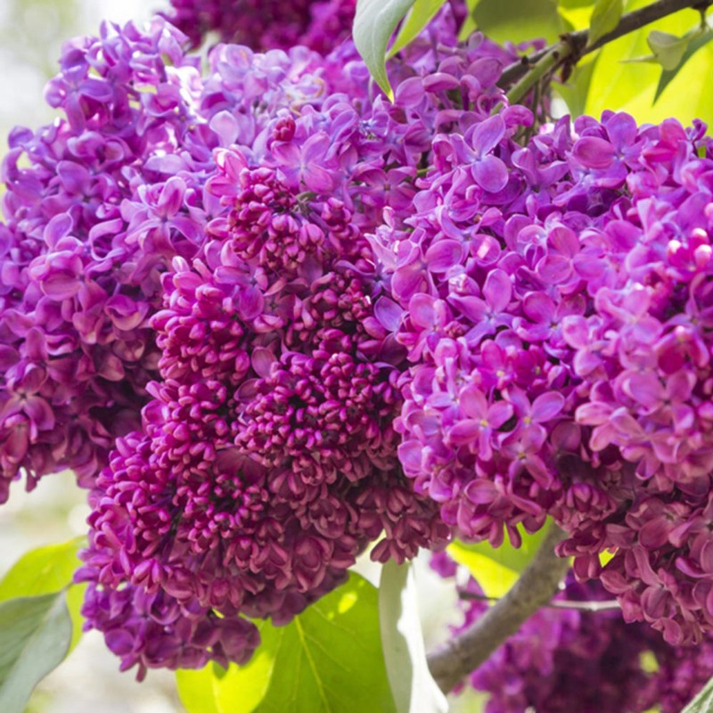 Liliac Charles Joly - Syringa Vulg. 'Charles Joly'
