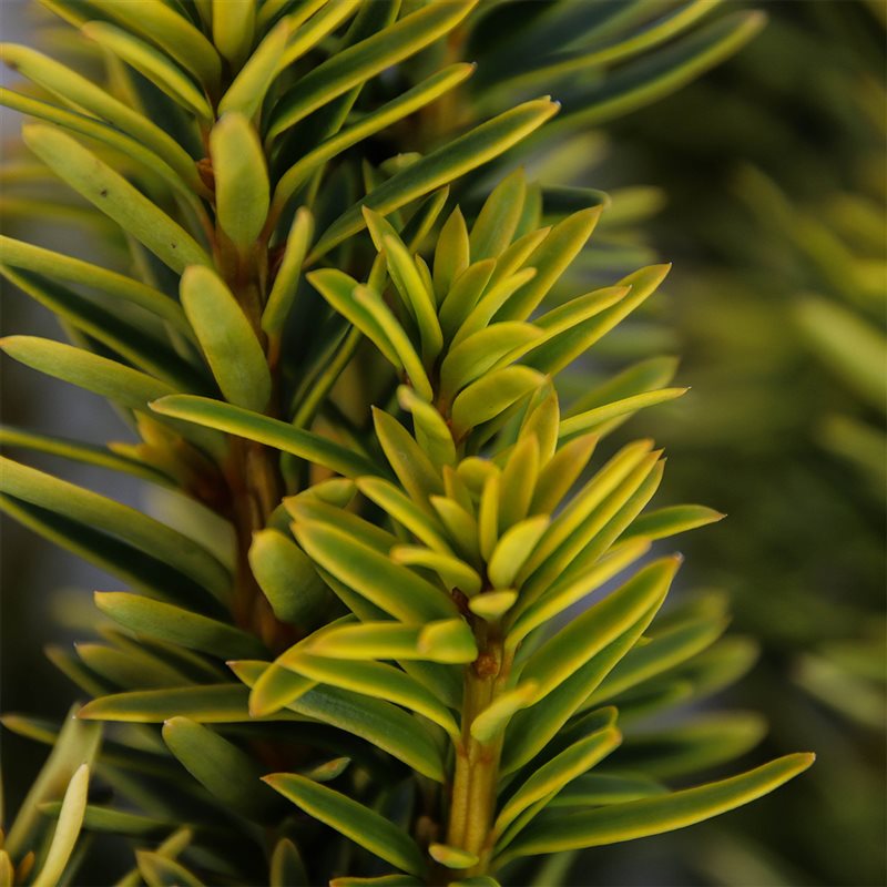Tisă David - Taxus Baccata David