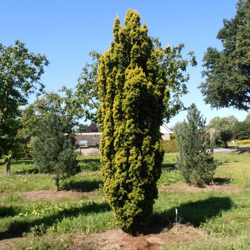 Tis David Aurea - Taxus Baccata David Aurea