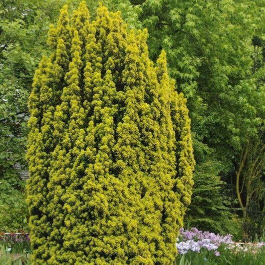 Tis David Aurea - Taxus Baccata David Aurea