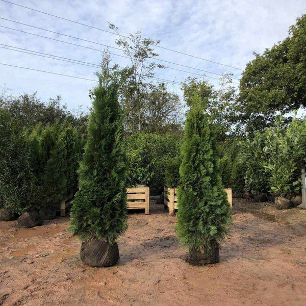 Tuia Smaragd La Balot - Thuja Occidentalis Smaragd - La Balot