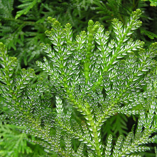 Tuja Thujopsis - Thujopsis Dolabrata