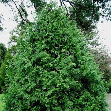 Tuja Thujopsis - Thujopsis Dolabrata