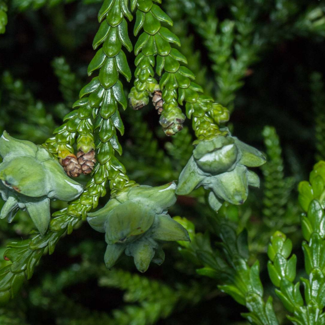 Tuja Thujopsis - Thujopsis Dolabrata