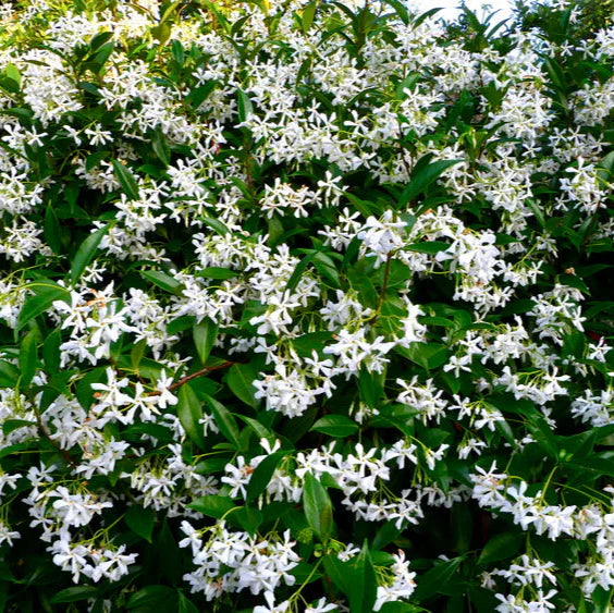 Iasomie Stelată - Trachelospermum Jasminoides