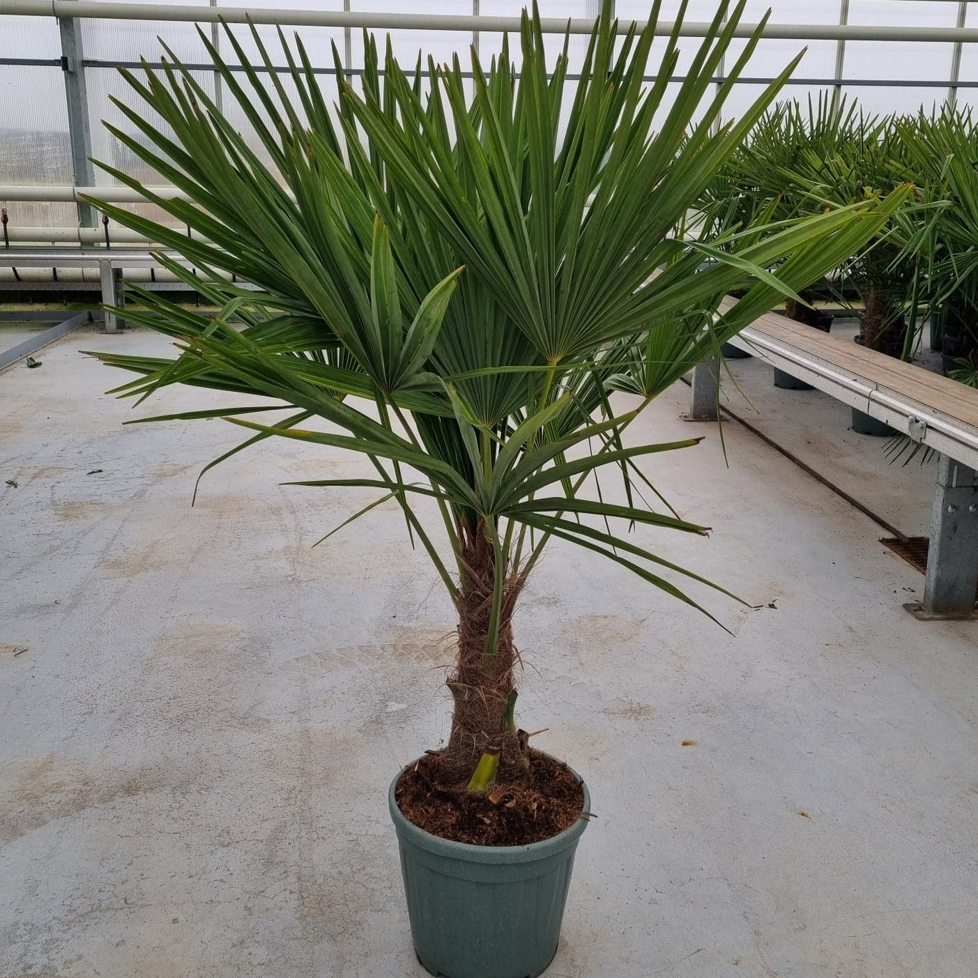 Palmier Chinezesc - Trachycarpus Fortunei