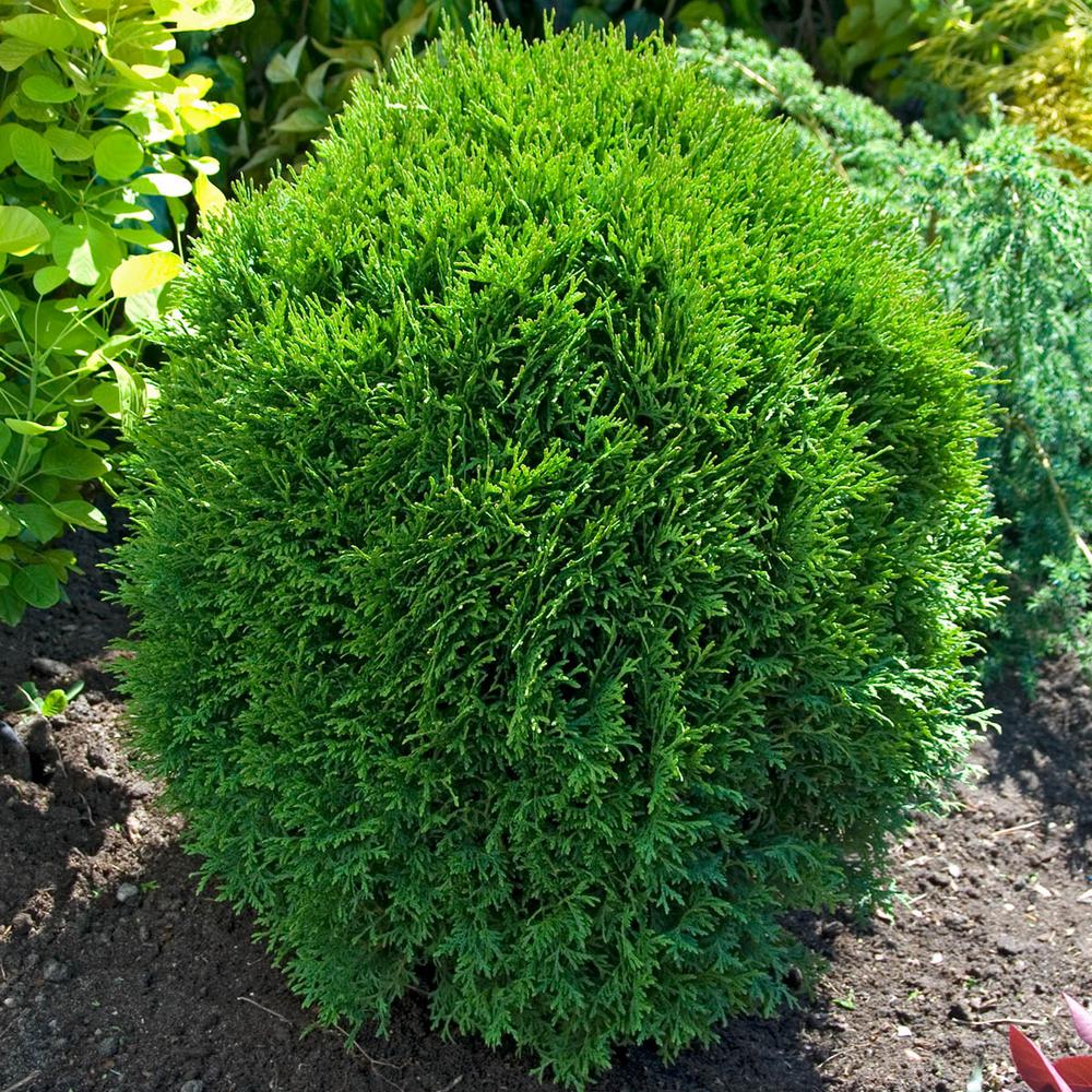 Tuia globulara Little Champion - Thuja Occidentalis Little Champion