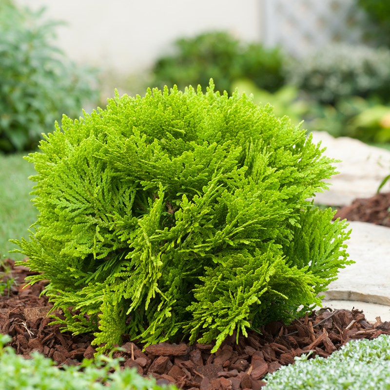 Tuia globura galbena Mirijam - Thuja Occidentalis Mirijam mica