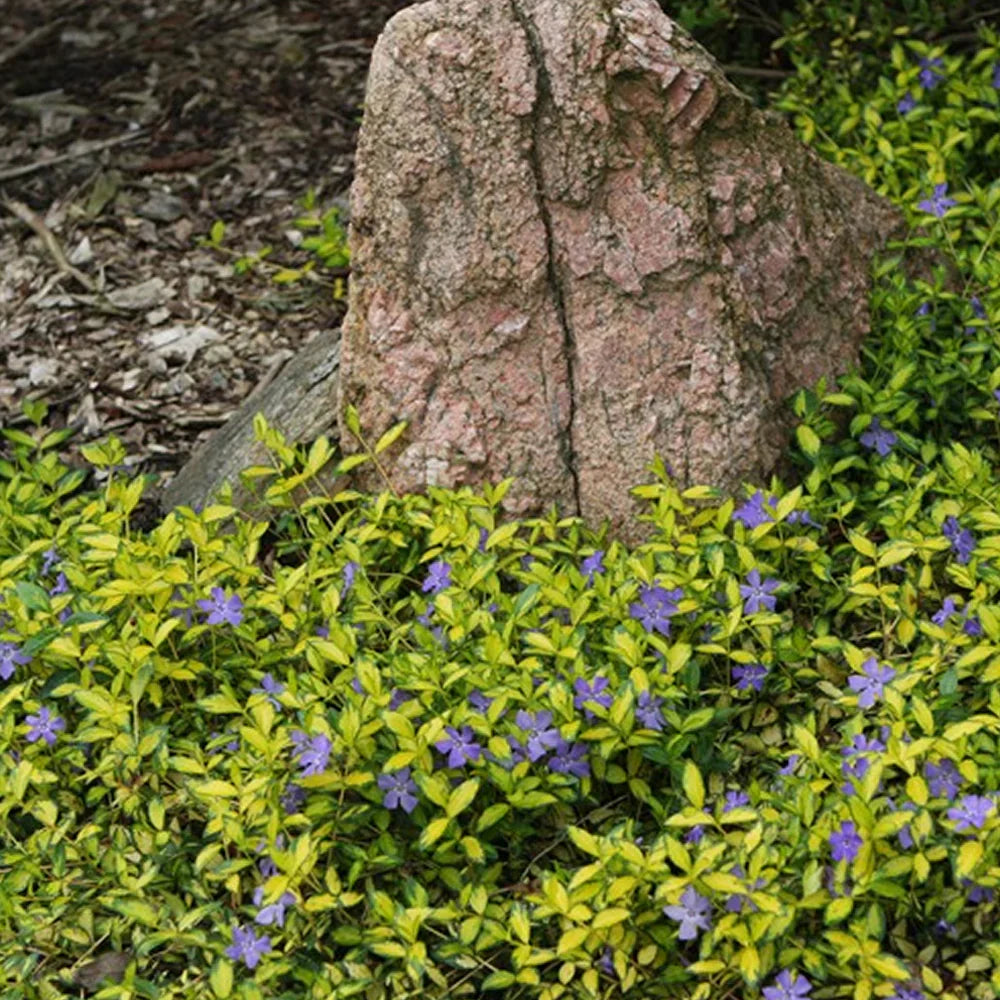 Saschiu Illumination - Vinca Minor Illumination