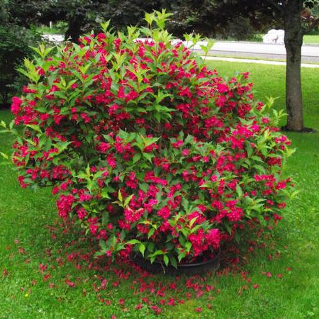 Weigela Red Prince - Weigela Red Prince