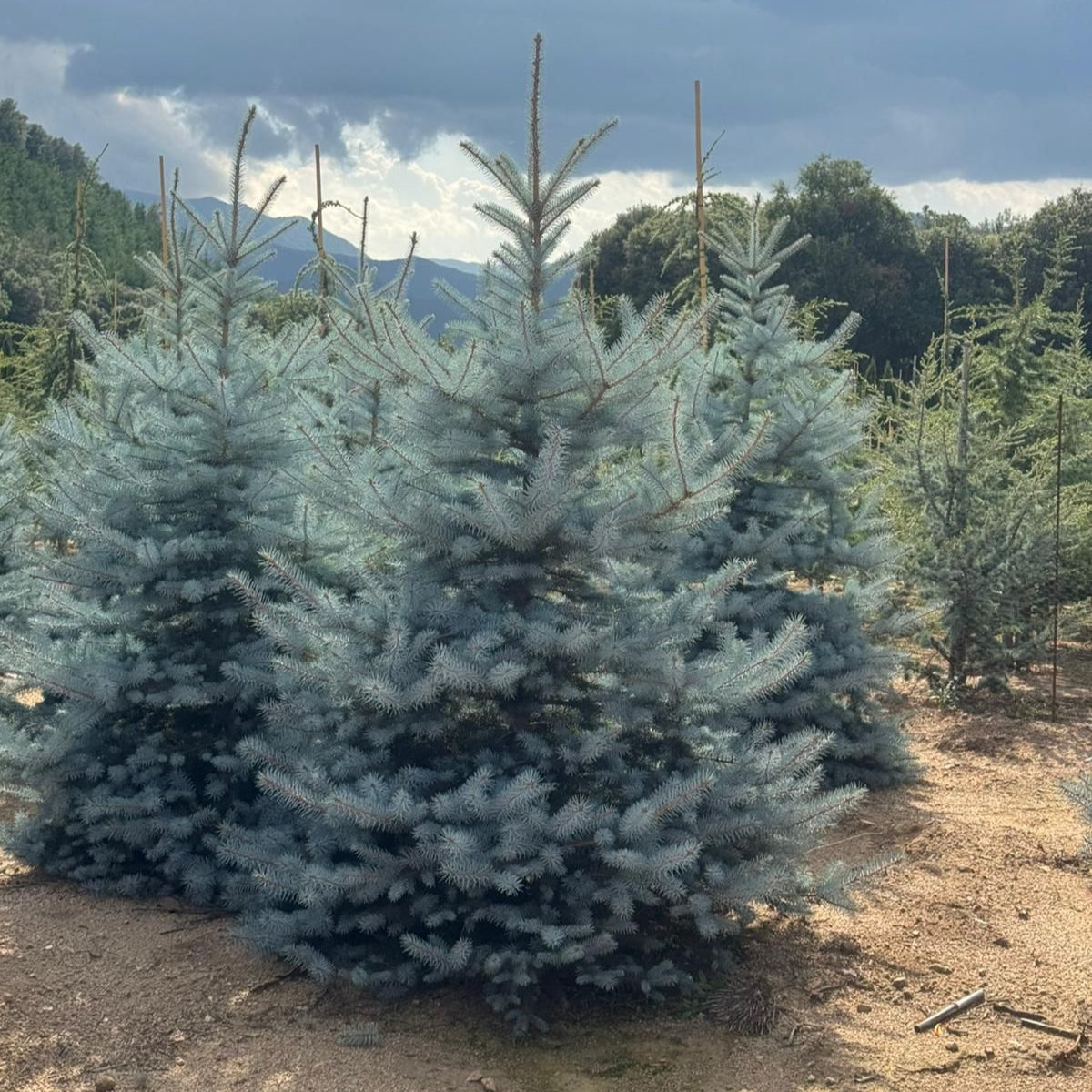 Picea pungens Blue Diamond Premium (Precomanda - Poze Reale)