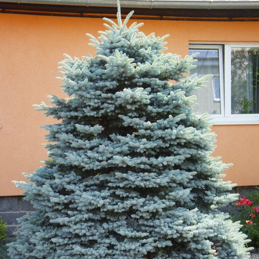 Brad Alpin Compact - Abies Lasiocarpa Compacta