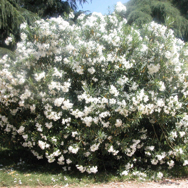 Leandru