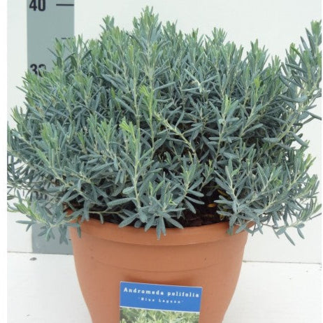 Andromeda Albastra - Andromeda Polifolia Blue Lagoon