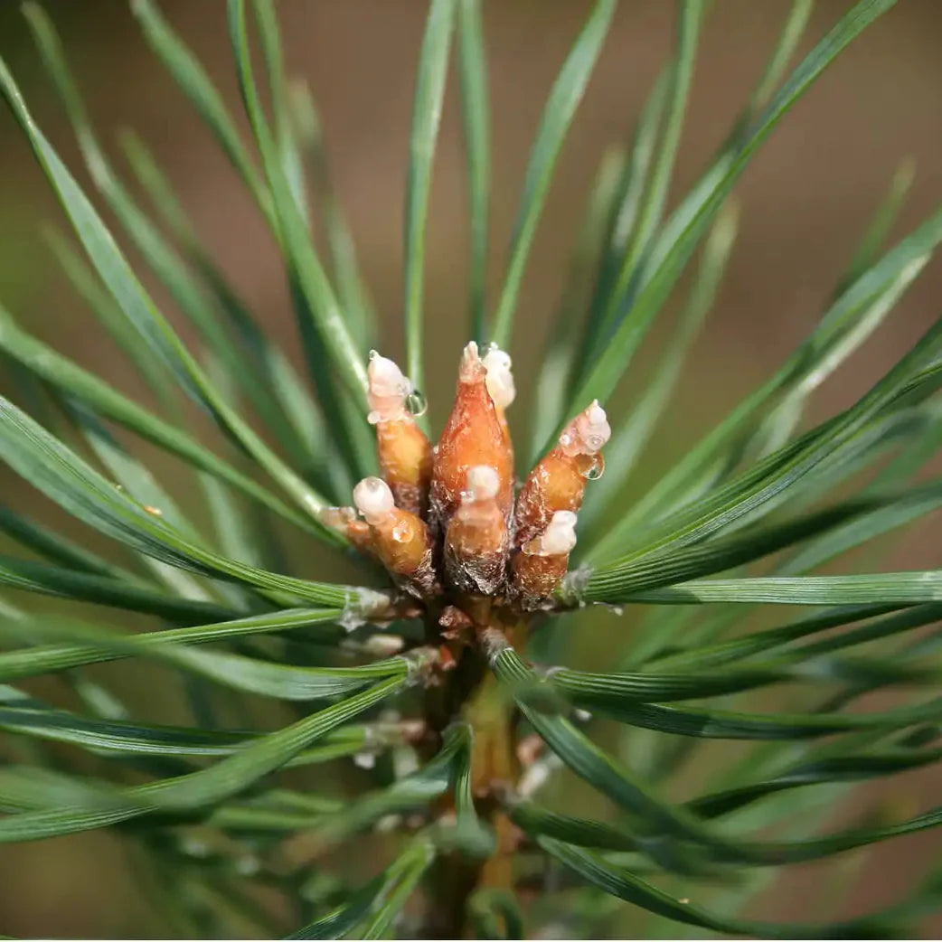 Pin Silvestru - Pinus Sylvestris