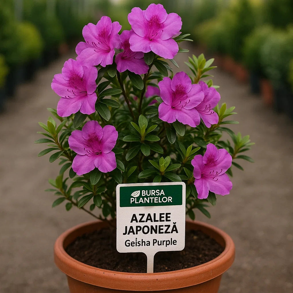 Azalea japonica 'Geisha Purple' – Azalee japoneză 'Geisha Purple'