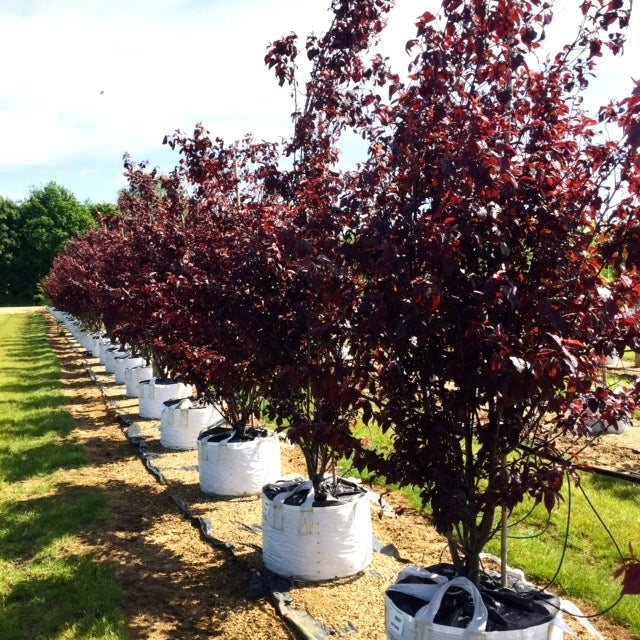 Prun Ornamental Nigra - Prunus Cerasifera Nigra