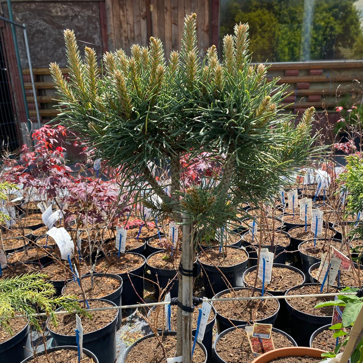Pinus sylvestris 'Blue Pearl' altoit pe picior