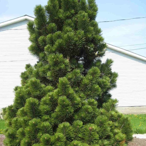Pin Bosniac - Pinus Leucodermis