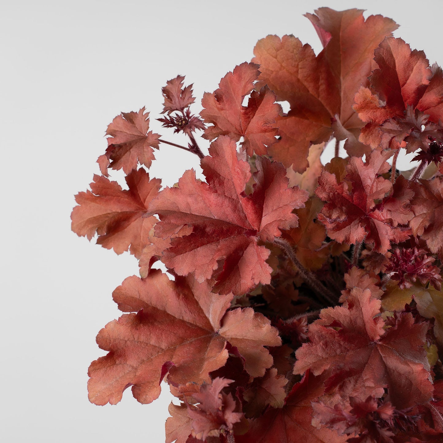 Heuchera Indian Summer Mix