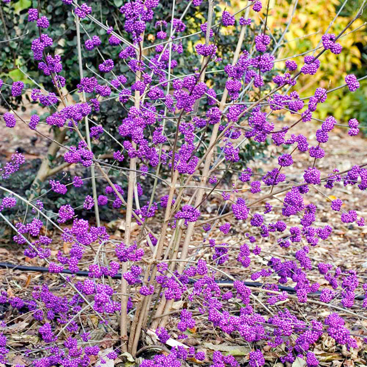 Arbustul Cu Fructe Mov Profusion - Callicarpa Bodinieri Profusion