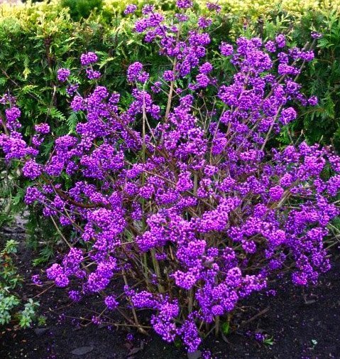Arbustul Cu Fructe Mov Profusion - Callicarpa Bodinieri Profusion