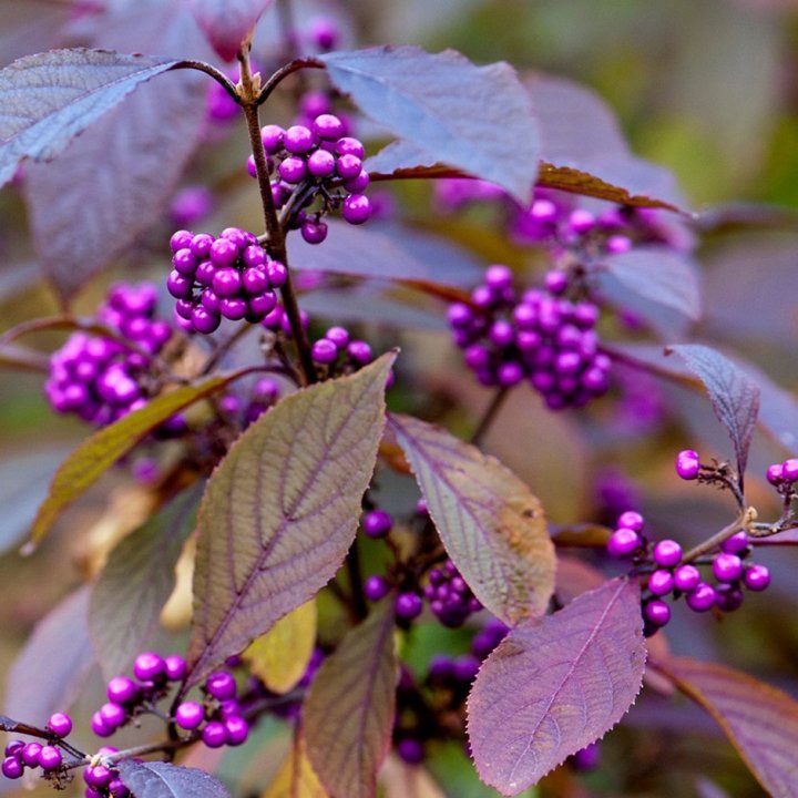Arbustul Cu Fructe Mov Profusion - Callicarpa Bodinieri Profusion