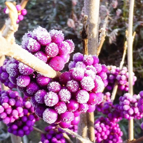 Arbustul Cu Fructe Mov Profusion - Callicarpa Bodinieri Profusion