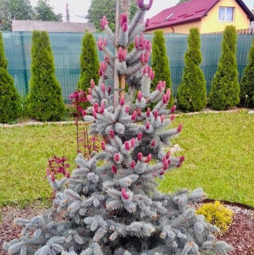 Molid Argintiu Hoopsii - Picea Pungens Hoopsii