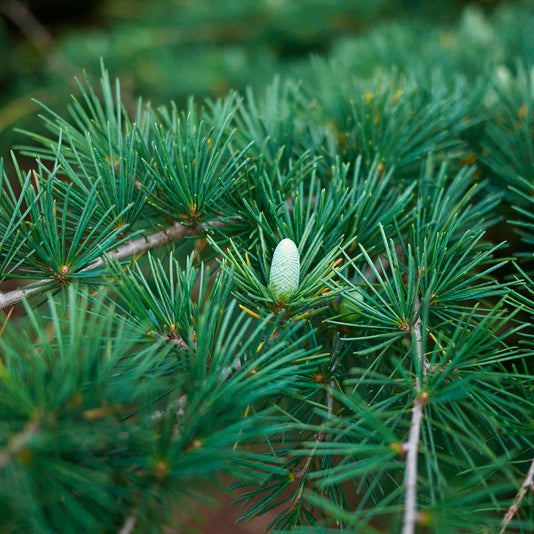 Cedru De Himalaya - Cedrus Deodara