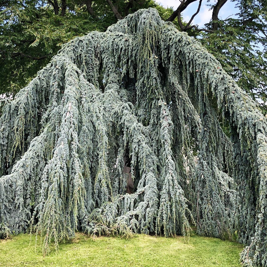 Cedru Atlantic Glauca - Cedrus Atlantica 'Glauca Pendula'