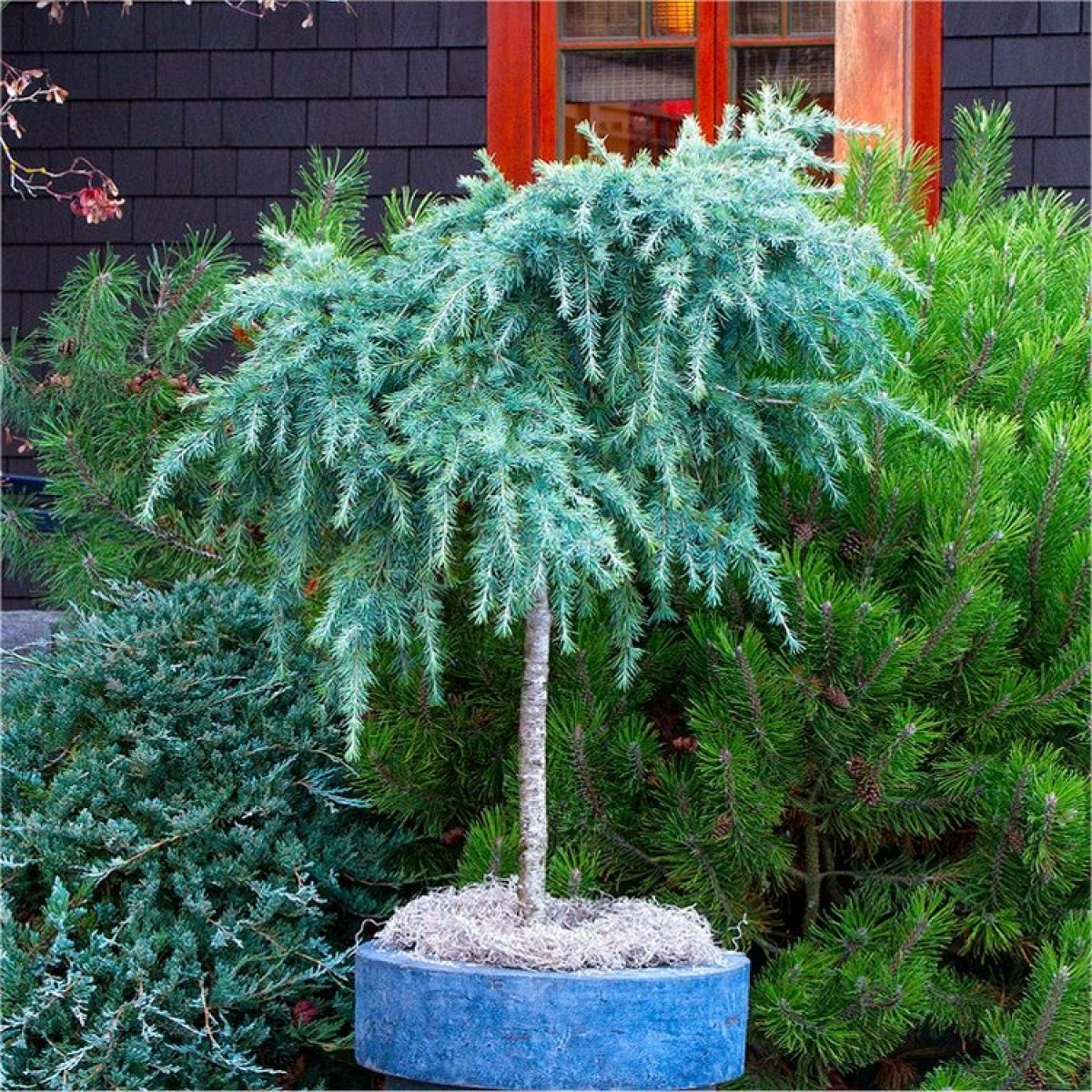 Cedrus deodara 'Feelin' Blue' altoit pe picior