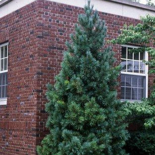 Zâmbru - Pinus Cembra