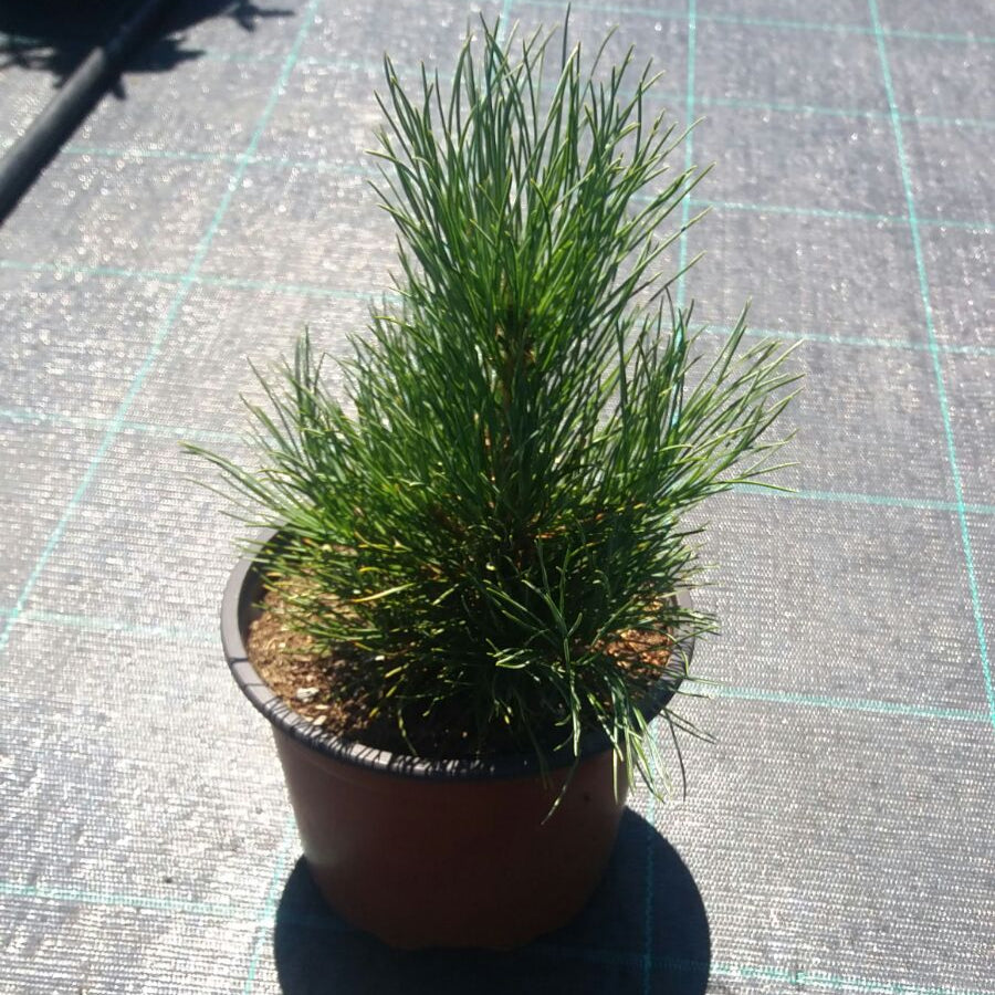 Zâmbru - Pinus Cembra