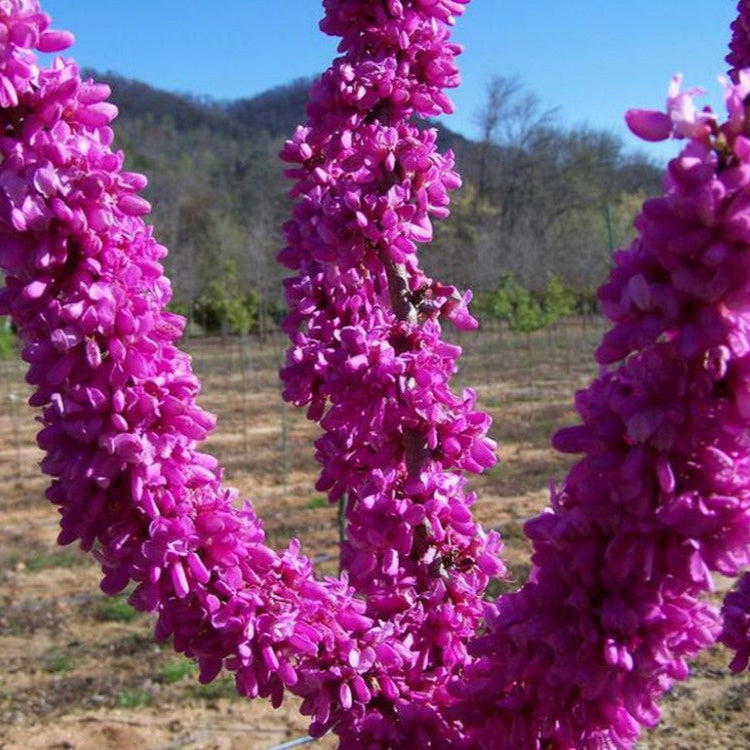 Arborele Lui Iuda Avondale - Cercis Chinensis Avondale