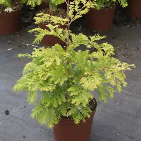Metasequoia Chubby - Metasequoia Glypt. Chubby