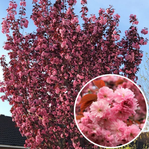 Cireș Royal Burgundy - Prunus Royal Burgundy